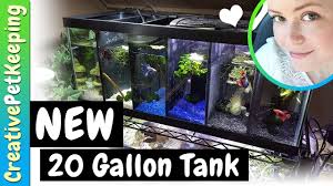 Updating The Fishroom New 20 Gallon Male Betta Divided Tank Fish Fan Friday Betta Animal Gifs Gallon