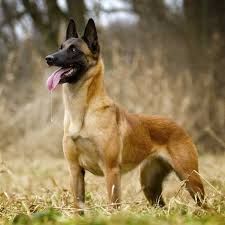 The malinois, a member of the akc herding group, was originally bred to guard and herd livestock. Belgischer Schaferhund Ein Multitalent Auf Vier Pfoten