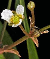 Image result for Alismataceae