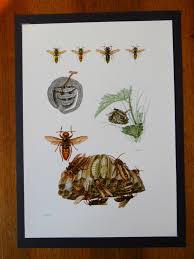 Vintage Print Of Wasps Educational School Chart Insect Entomology 1961