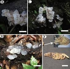 Image result for Meiosperma debile