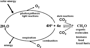 Photosynthetic Energy Conversion Natural And Artificial Chemical Society Reviews Rsc Publishing Doi 10 1039 B802262n