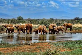 African watering hole sees incredible diversity of animals in 8 hours. Camps Lodges In The Mara With A Waterhole Best For Night Game Viewing Xplorato Ventures