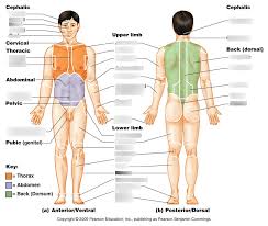 The brain cannot experience pain. Fig 1 5 Regional Terms Names Of Specific Body Areas Diagram Quizlet