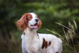 Image result for irský červenobílý setr