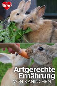 Vermeide Fehler Bei Der Futterung Deiner Kaninchen Kaninchen Kaninchen Ernahrung Kaninchenhaltung