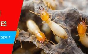 Provide pest, termite and wildlife solutions, we want to be the last pest control company you ever n. Pest Control Service Post Construction Termite Management Service Service Provider From Thane