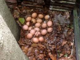 Hühner legen fast jeden tag ungefähr 2 jahre lang eier, nachdem sie angefangen haben (im alter von ungefähr 7 monaten). Huhn Stadtlandeier