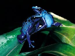 Choose from 1000s of styles, brands, and colors with no setup fees and no minimums. 50 Free Frog Wallpapers And Screensavers On Wallpapersafari
