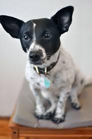 In fact, using websites like trustpilot, yelp, and best company, figo customer reviews are some of the highest i've seen for a pet insurance company. Pin On Insurance
