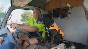 Plumbing world nz apk is a lifestyle apps on android. Meet Lucky The Four Legged Plumber Hard At Work In Rangiora 1 News Tvnz