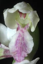 Image result for Brachycorythis congoensis