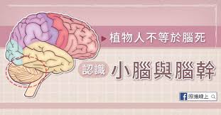 因病死亡 ― yīn bìng sǐwáng ― to die from an illness. æ¤ç‰©äººä¸ç­‰æ–¼è…¦æ­» èªè­˜å°è…¦èˆ‡è…¦å¹¹ æ‡¶äººåŒ… ç…§è­·ç·šä¸Š