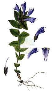 Image result for Orobanchaceae