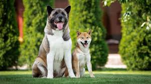 These dogs are large, solid, and powerful. Shiba Inu Vs Akita Breed Differences Similarities