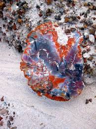 Piece Of Petrified Wood Petrified Forest Arizona Petrified Comes From The Greek Root Petro Petrified Forest Petrified Forest National Park Petrified Wood