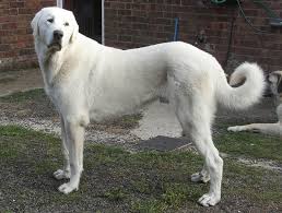 Puppies and dogs for sale in usa on puppyfinder.com. Kangal Dog Breeders Puppies And Breed Information Dogs Australia