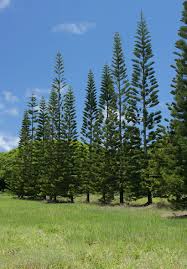 Image result for Araucaria columnaris