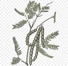 Folk names gum arabic, cape gum, egyptian thorne, kikwata, mkwata, mgunga, mokata. Mesquite Tree Native Plant Prosopis Cineraria Png 646x800px Mesquite Agriculture Branch Grass Family Gum Arabic Tree