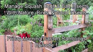 Save your back, raise your garden bed. Managing Squash Bugs Bad Insects With Nature Birds Good Insects Fm Garden Ramblings Tour E 1 Youtube