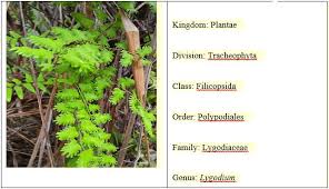 Image result for Lygodium microphyllum