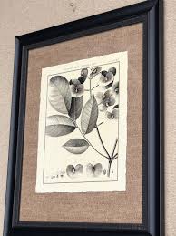 Image result for Flabellaria paniculata