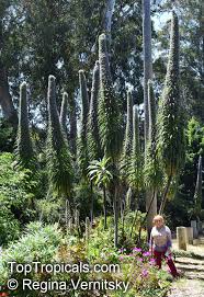 Image result for Echium