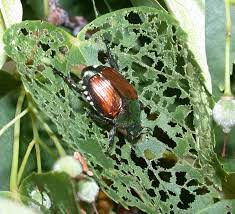 Japanese Beetles In The Urban Landscape