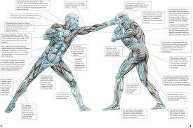 Image Result For Mixed Martial Arts Anatomy Pdf Martial