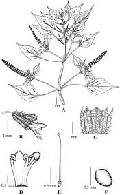 Image result for Basilicum polystachyon