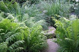Farne Grazile Schonheiten Fur Den Schatten Farne Garten Garten Landschaftsbau Pflanzen