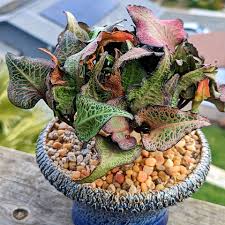 Image result for Euphorbia
