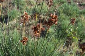Image result for Juncus punctorius
