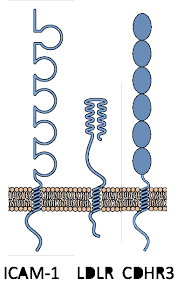 A viral biorealm page on the genus rhinovirus. A New Cell Receptor For Rhinovirus