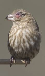 Cornell Led Team Receives 2 5 Million To Study House Finch Eye Disease That Could Provide Clues To Avian Flu And Aids Cornell Chronicle