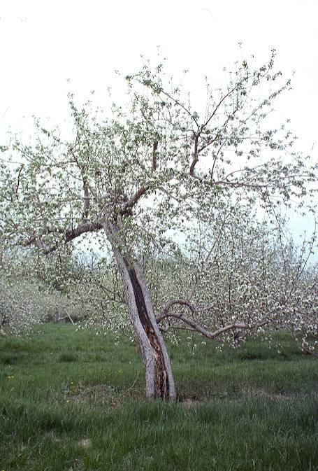 Lightning damage on apple trees » Tree Fruit Diseases: Observations and Archives