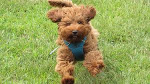 We are a breeder of the australian labradoodle visit our site to see our upcoming adorable puppy litters and info on this amazing family companion. Australian Labradoodle Dog Breed Information And History Petmoo