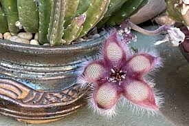 Image result for Stapelia