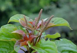 Image result for Hymenodictyon