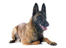 5 out of 5 stars. Belgian Shepherd Dog Malinois Dogs Breed Information Omlet