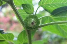 Image result for Datura inoxia