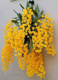 Pin On Orchids