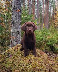 New Labrador Puppy Essentials Labrador Puppy Lab Puppies Puppies