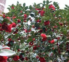 For services to financial services and voluntary services to mental healthcare and to culture. Professor Sargent Red Camellia Japonica New Life Nursery