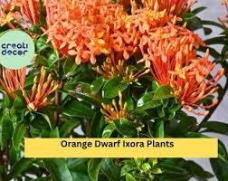 Image result for Ixora fastigiata