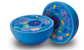 We did not find results for: Bab 1 Sistem Organisasi Kehidupan Biology Quiz Quizizz