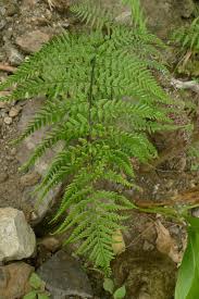 Image result for Pityrogramma