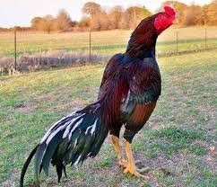 Ayam Bangkok Aduan Ayam Ayam Jantan Bangkok