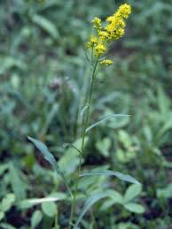 Image result for Solidago simplex