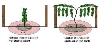Some also produce edible fruits.they all share exotic flowers that remain open for only about a day. Passion Fruit Growing Agribusiness Technology Consultants